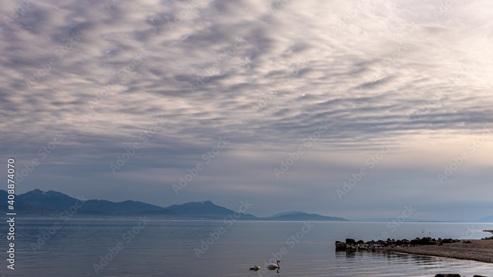 Mute swan swimming in lake Geneva with background of clouds and mountain. Beauty in nature. Cygnus olor. Lausanne, Switzerland.