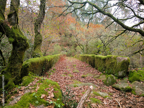 Puente medieval en bosque autóctono gallego