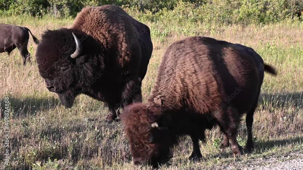 Bison in the Canadian wilderness Bison in the Canadian wilderness