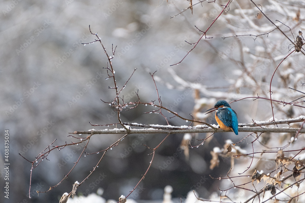Eisvogel Stock Photo | Adobe Stock