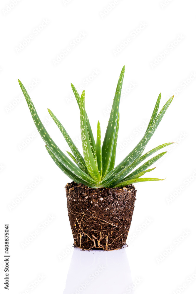 Aloe Vera on white background Aloe Vera on white background