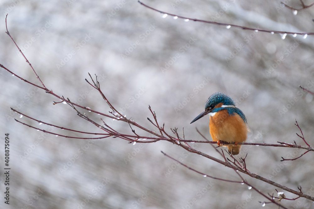 Naklejka premium Eisvogel