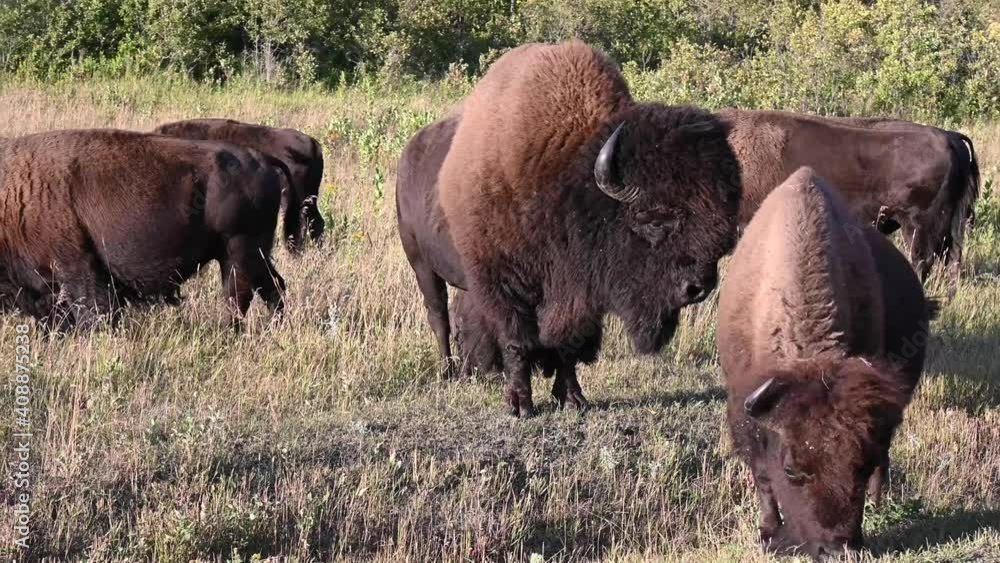 Bison in the Canadian wilderness Bison in the Canadian wilderness