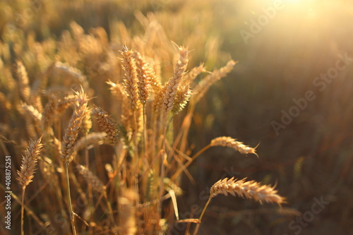 Golden ripe wheat field, sunny day, soft focus, agricultural landscape,
