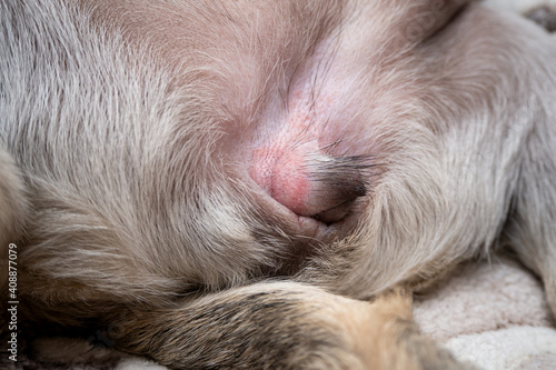 Genitals of the female dog. the vulva of a pug dog with redness of the skin. allergic atopic dermatitis in pet. External genital organs © Yekatseryna