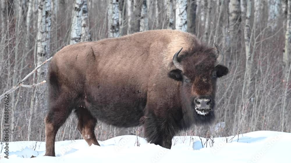Bison in the Canadian wilderness Bison in the Canadian wilderness