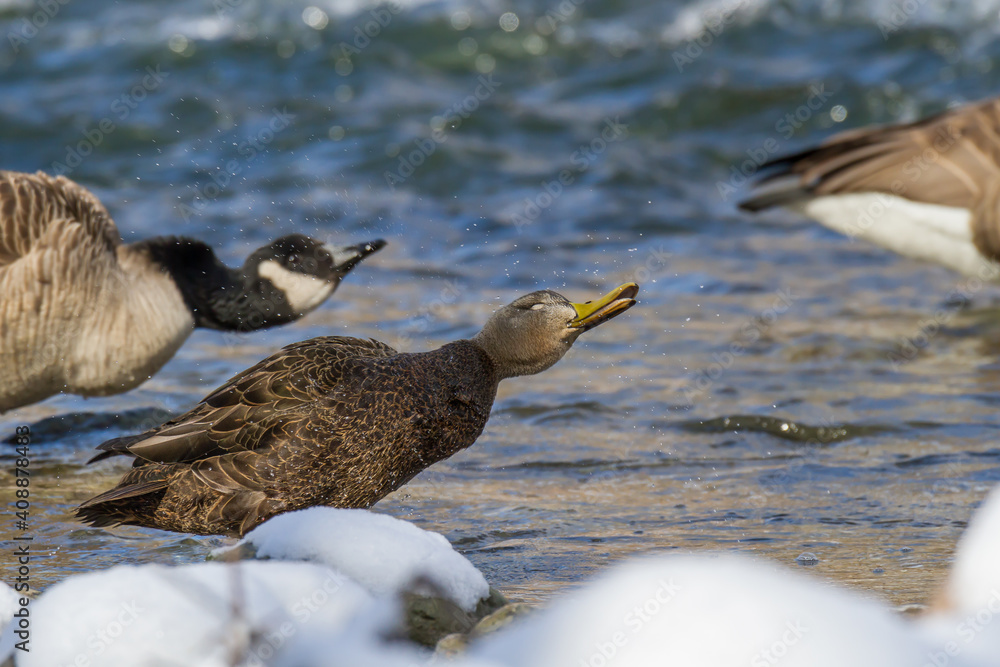 American Black Duck shaking the water droplets off after bathing in a shallow river. American Black Duck shaking the water droplets off after bathing in a shallow river.