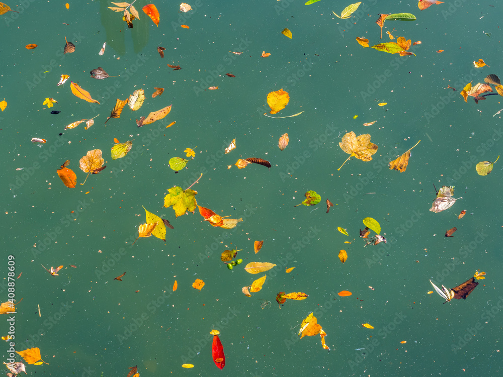 Autumn sketch: multicolored fallen leaves on green water surface of pond