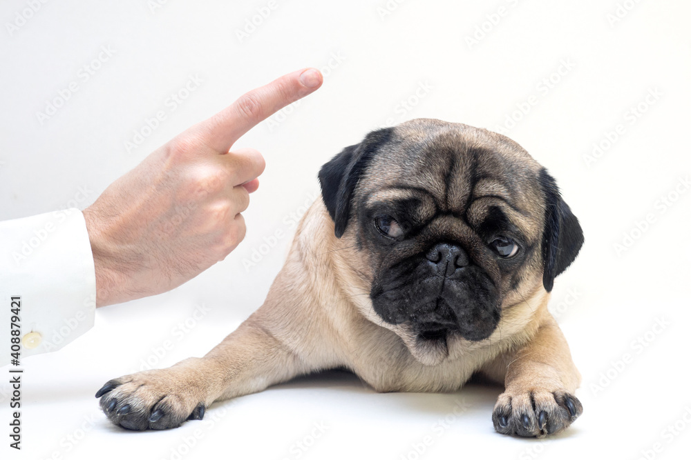 Close up angry man hand wagging a finger and scolding her pug dog, punish a dog