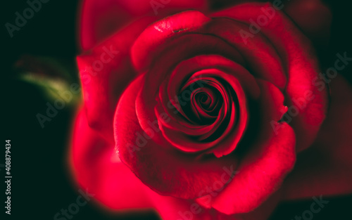 Red rose macro with black background