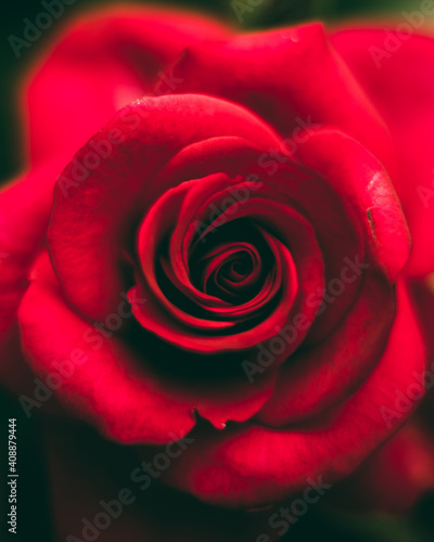 Red rose macro