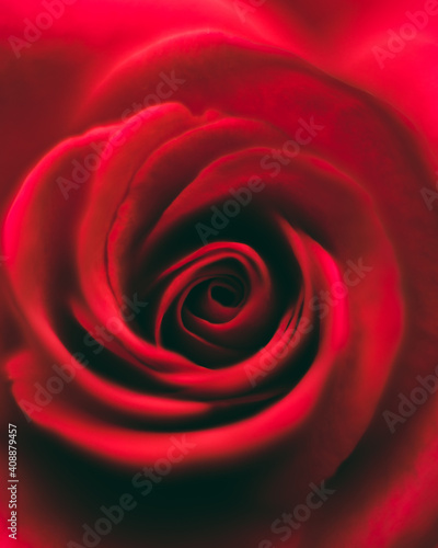 macro of a red rose, the rose fill the frame