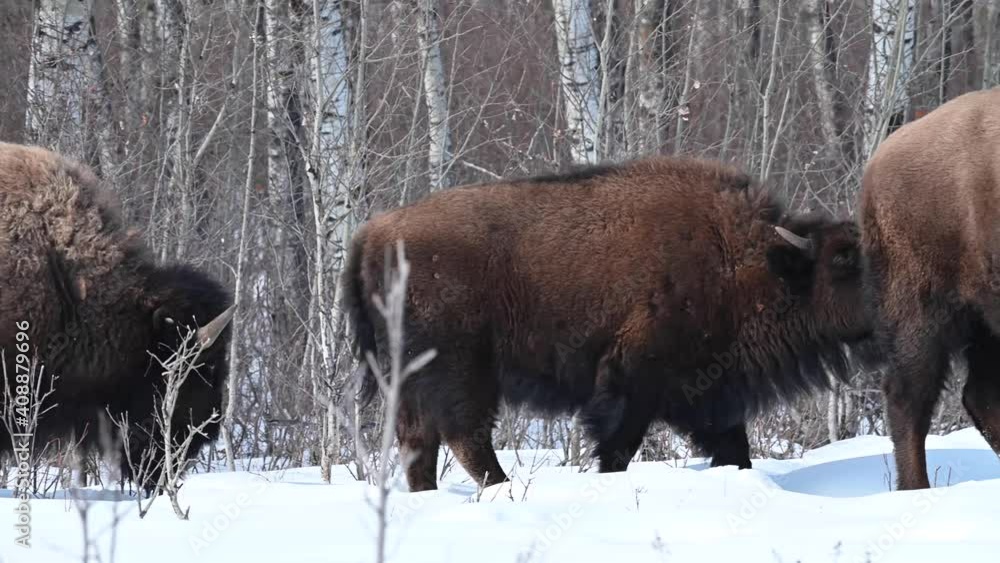 Bison in the Canadian wilderness Bison in the Canadian wilderness