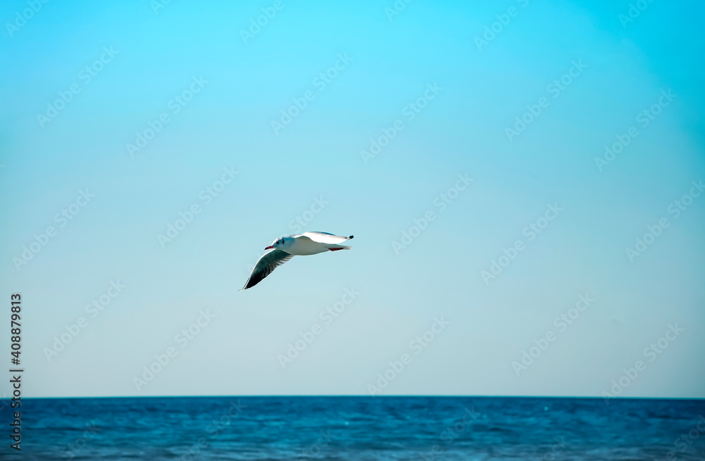 Seagull bird over the sea.