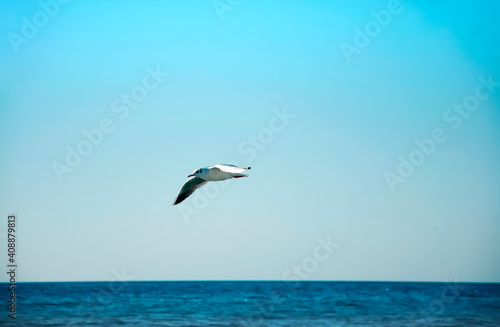 Seagull bird over the sea.