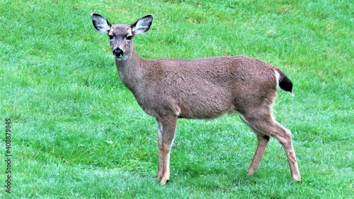 Black tailed deer on the grass