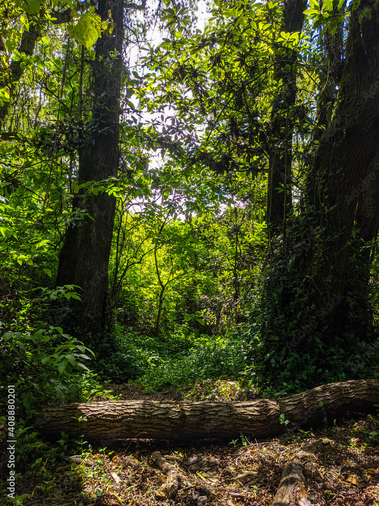 Obraz premium Naturaleza