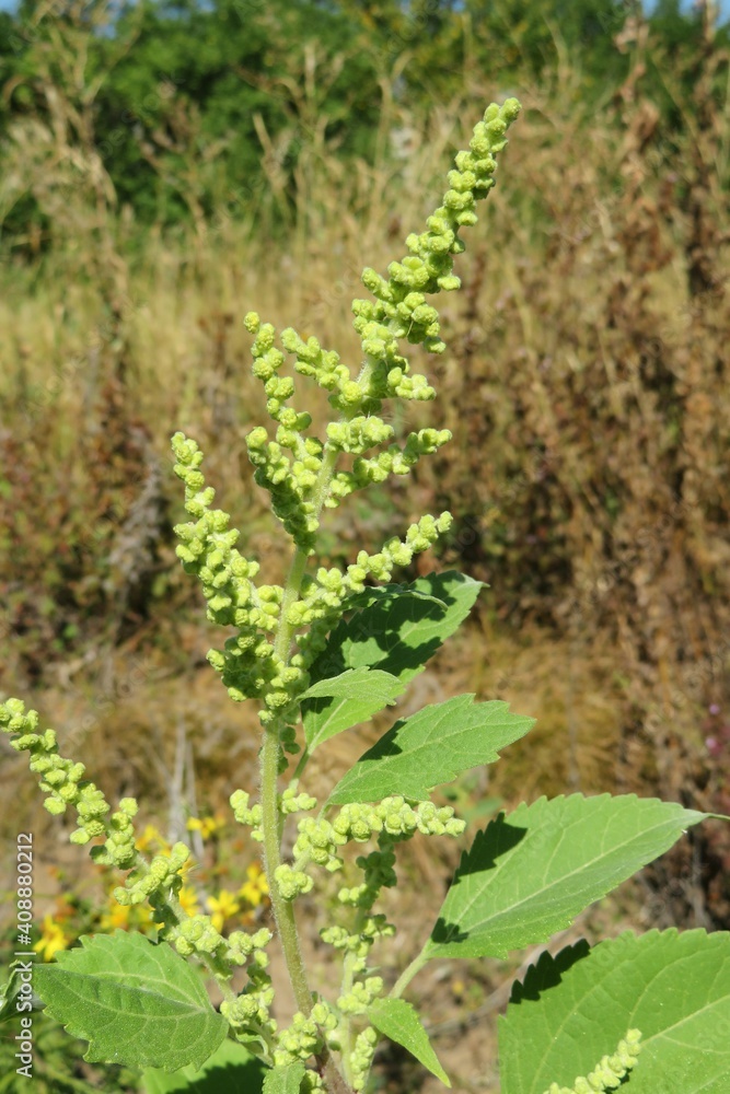 Ambrosia plant in the field, closeup 