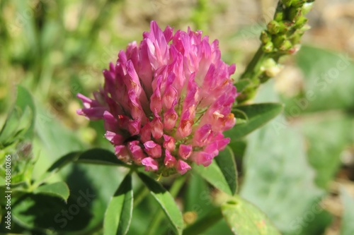 Beautiful purple clover flower in the meadow  closeup