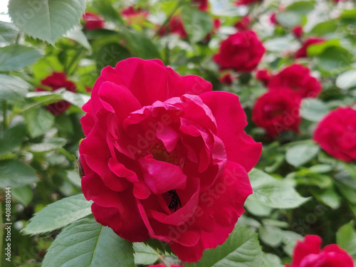 blooming red rose in a garden