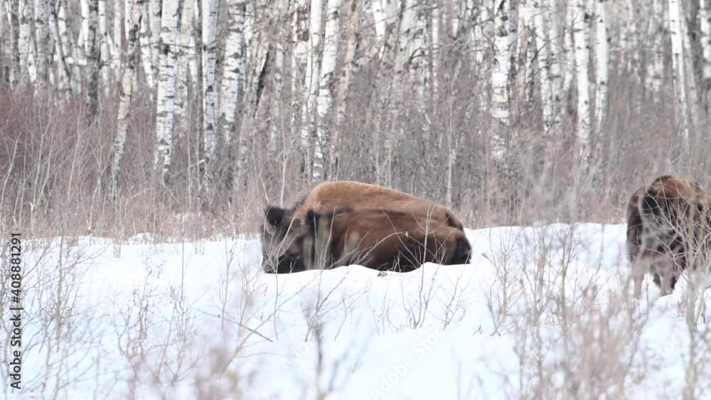 Bison in the Canadian wilderness