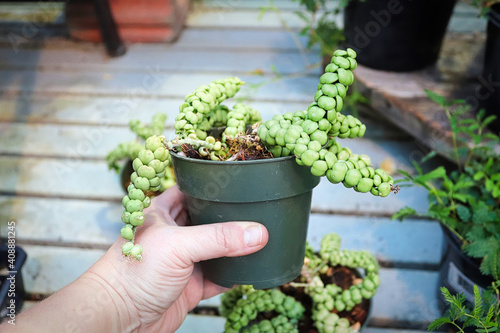 A hand holding a dragon jade plant in a pot photo