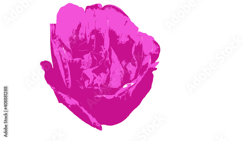 Adobe illustrator illustration of a Pink Wild Rose vector illustration on white background silo