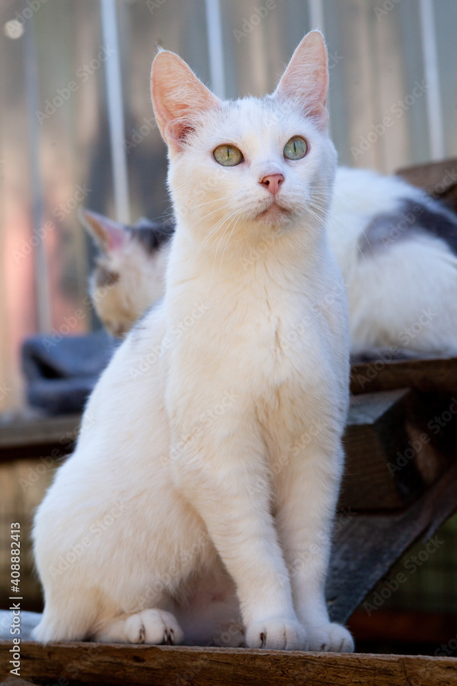 White short-haired cat just sits