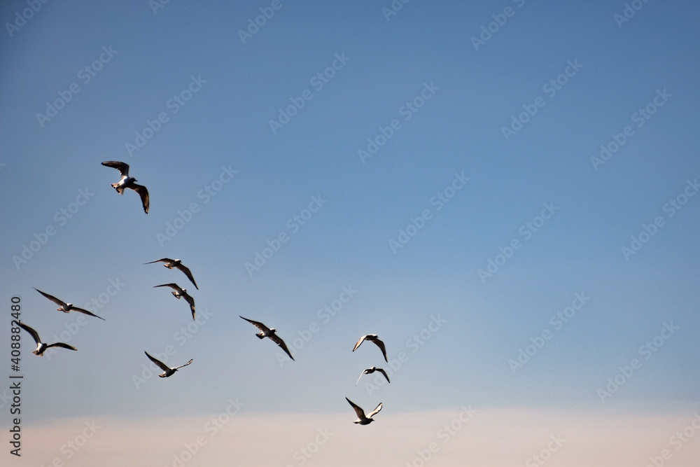 Pássaros voando no céu azul