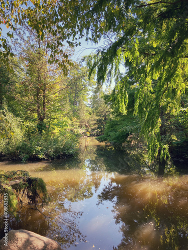 Pond in a forest