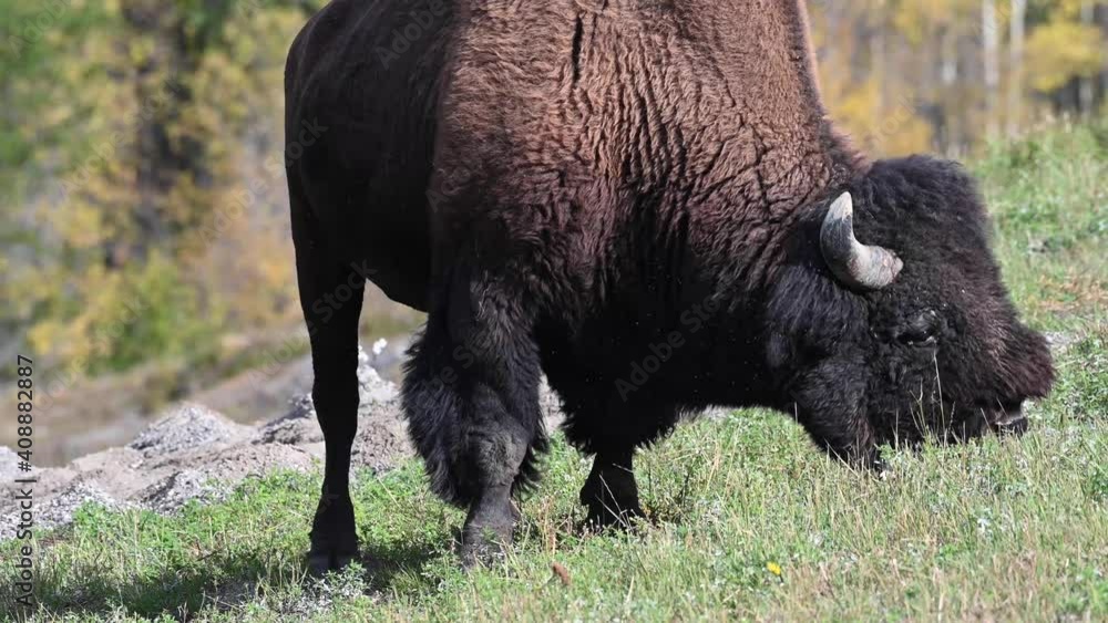 Bison in the Canadian wilderness Bison in the Canadian wilderness