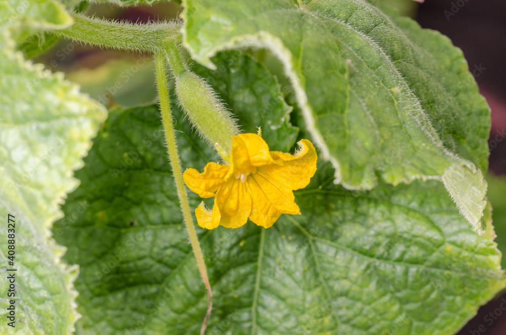 Cucumber flower with fruit grows on the plant. Agriculture in the garden. Cucumber flower with fruit grows on the plant. Agriculture in the garden.