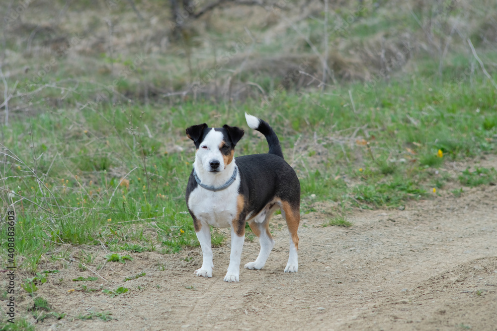 Jack Russell terrier portrait in nature