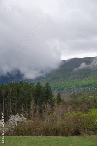 Clouds over the mountains and pine forest in spring. Vertical landscape photo