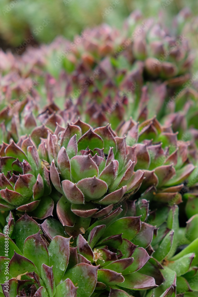 Hence and chicks (Sempervivum Tectorum) or houseleek plant closeup. Hence and chicks (Sempervivum Tectorum) or houseleek plant closeup.