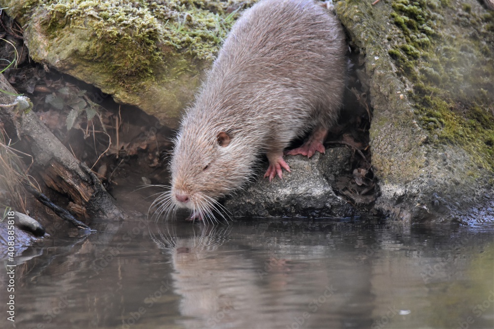 Weißer Nutria welcher nach fressen am Land wieder ins Wasser steigt Weißer Nutria welcher nach fressen am Land wieder ins Wasser steigt