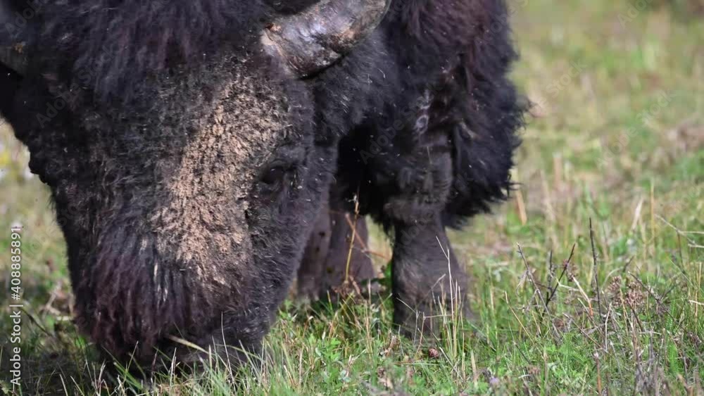 Bison in the Canadian wilderness Bison in the Canadian wilderness