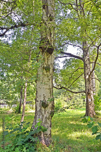 Paper birch (Betula papyrifera Marshall) on a summer day photo