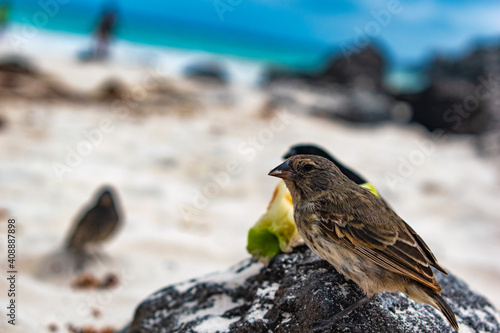 galapagos finch