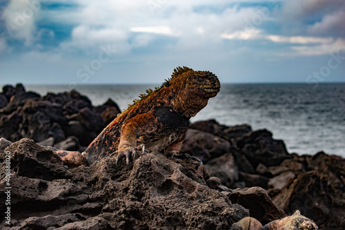 galapagos marine iguana