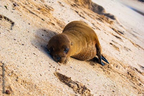 baby galapagos sea lion