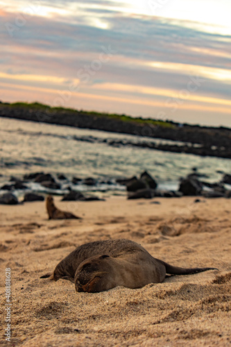 galapagos sea lion on the beach
