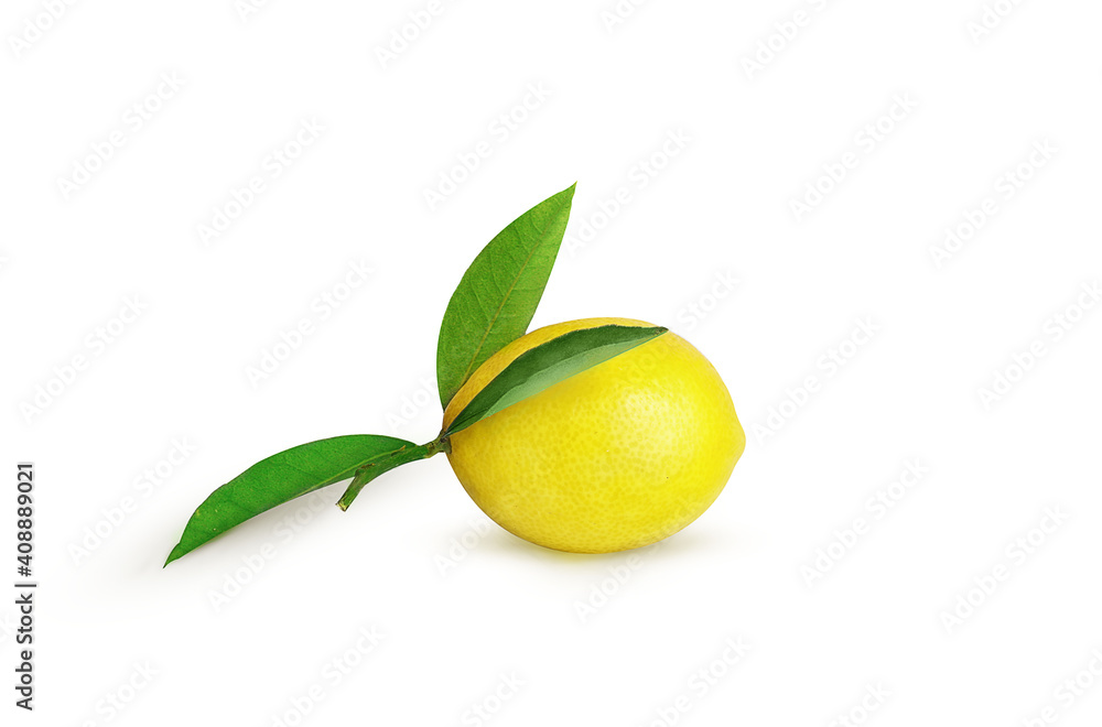 ripe lemon on a branch on a white background