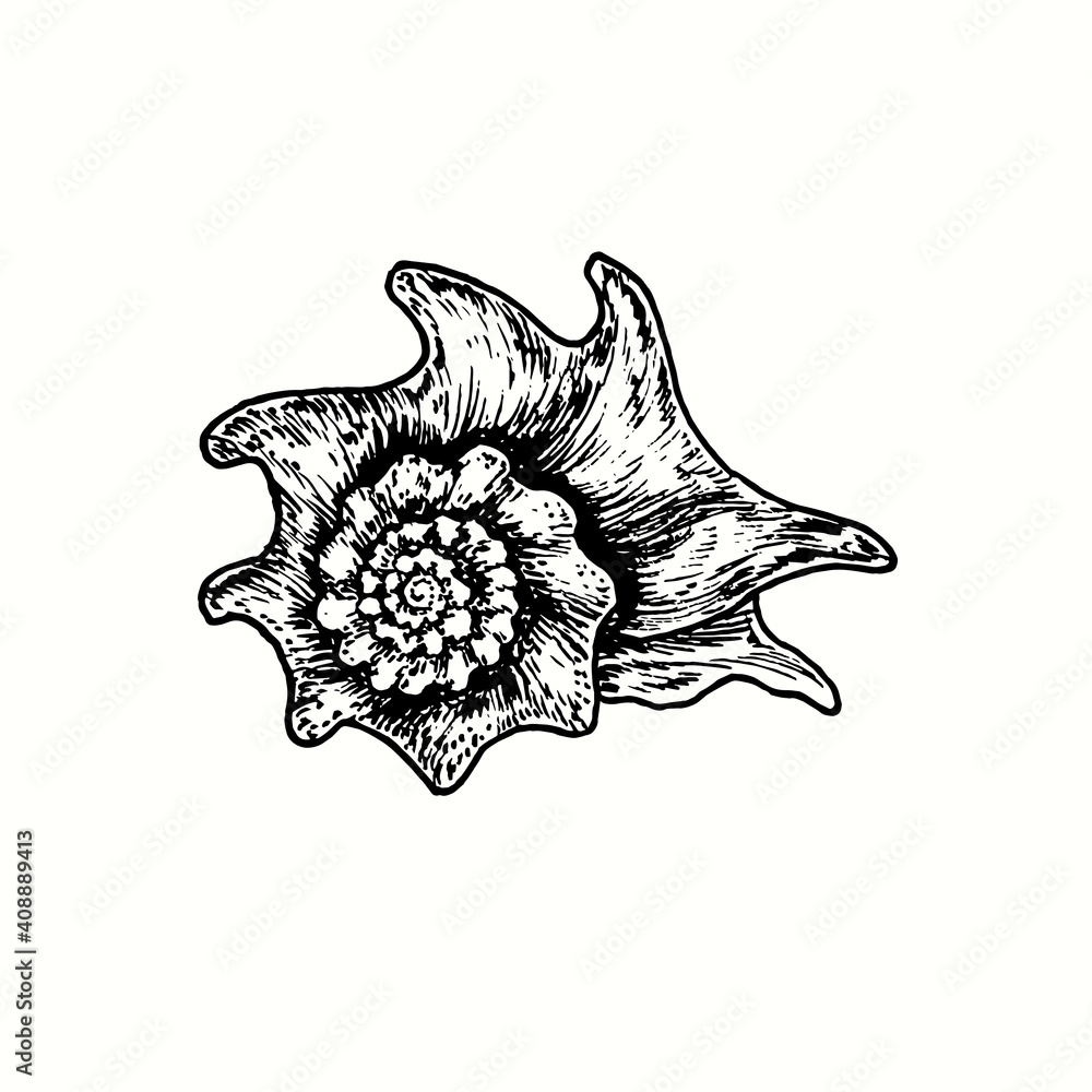 Hand drawn seashell. Ink black and white drawing. Vector illustration Hand drawn seashell. Ink black and white drawing. Vector illustration