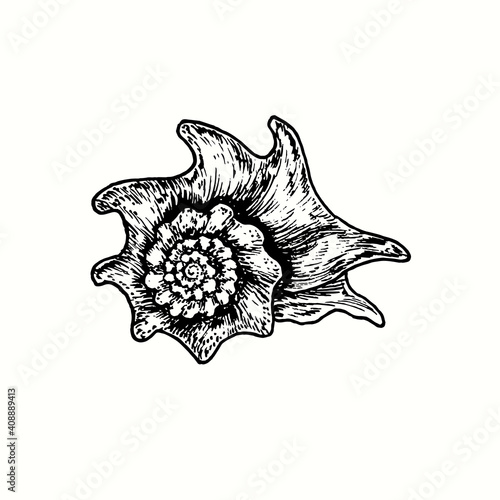 Hand drawn seashell. Ink black and white drawing. Vector illustration