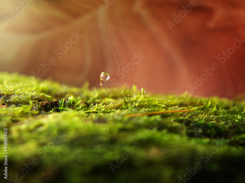 miniature landscape, micro nature, macro, close up,  water drop on a stalk with moos. 