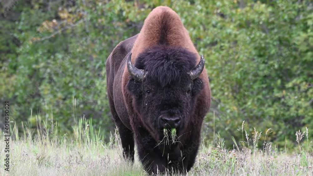 Bison in the Canadian wilderness Bison in the Canadian wilderness