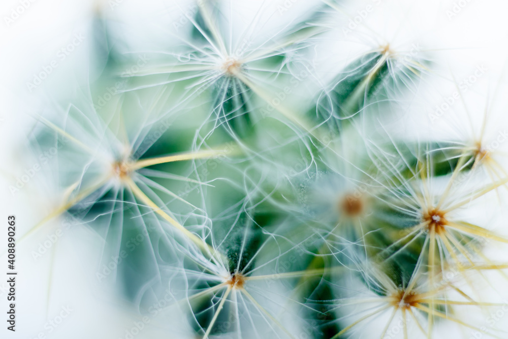 dandelion or taraxacum dandelion or taraxacum