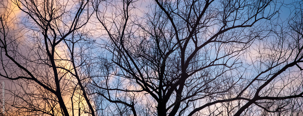 Silhouettes of a tree on the background of a beautiful winter sky Silhouettes of a tree on the background of a beautiful winter sky