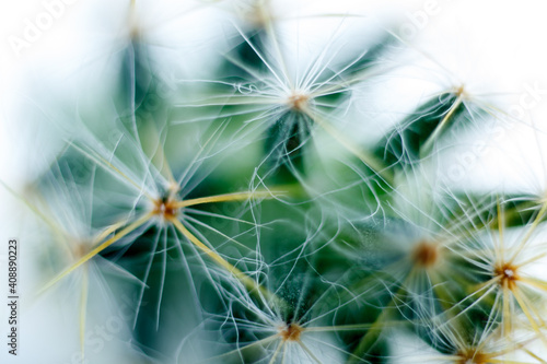  dandelion  or taraxacum